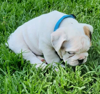 Beautiful English bulldog puppies available