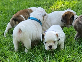 Beautiful English bulldog puppies available
