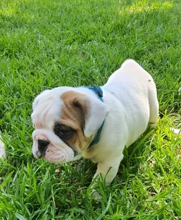 Beautiful English bulldog puppies available