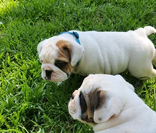 Beautiful English bulldog puppies available
