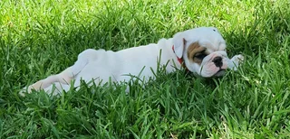 Beautiful English bulldog puppies available