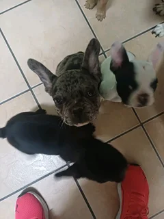 Adorable French bulldog puppies available
