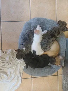 Adorable French bulldog puppies available