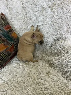Adorable French bulldog puppies available