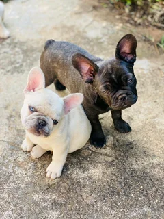 Adorable French bulldog puppies available