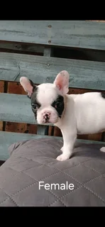 Adorable French bulldog puppies available