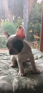 Adorable French bulldog puppies available
