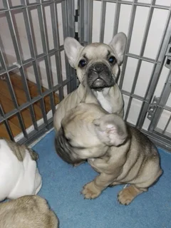 Adorable French bulldog puppies available