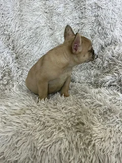 Adorable French bulldog puppies available