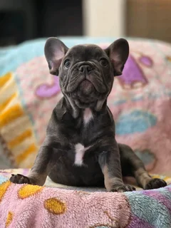 Gorgeous Exotic French bulldog puppies available