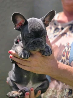 Gorgeous Exotic French bulldog puppies available
