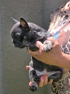 Gorgeous Exotic French bulldog puppies available
