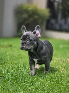 Gorgeous Exotic French bulldog puppies available