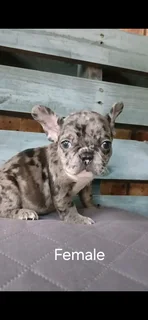 Gorgeous Exotic French bulldog puppies available