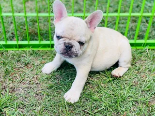 Gorgeous Exotic French bulldog puppies available