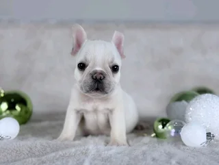 Beautiful French bulldog puppies available