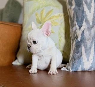 Beautiful French bulldog puppies available