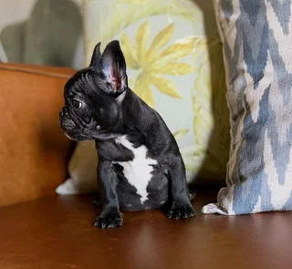 Beautiful French bulldog puppies available
