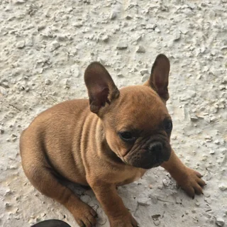 Beautiful French bulldog puppies available