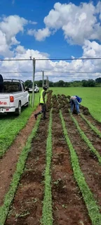KIKUYU GREEN GRASS WE SUPPLY AND INSTALLATION