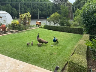 Peacock peahen and 4 chicks for free to good home (can deliver for free too)