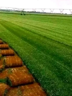 Berea Shade grass, Kikuyu Rapid grass, Buffalo grass