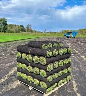 Farm fresh All Seasons Evergreen instant grass.