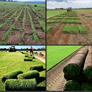 Buffalo grass Berea Shade Royal blue all season evergreen grass