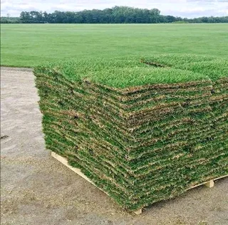 Buffalo grass Berea Shade Royal blue all season evergreen grass