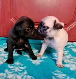 PUG puppies.