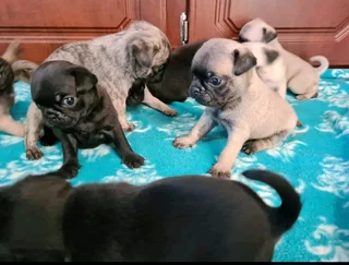 PUG puppies.