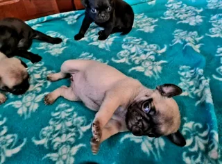 PUG puppies.