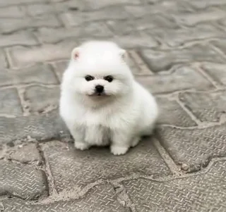 Toypom puppies.