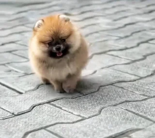 Toypom puppies.