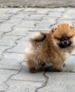 Toypom puppies.