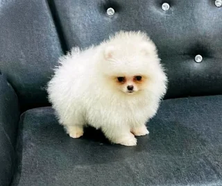 Toypom puppies.