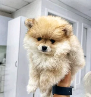 Toypom puppies.