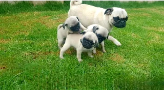 PUG puppies.