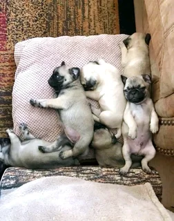 PUG puppies.