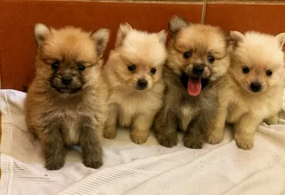 Toypom / pomeranian puppies