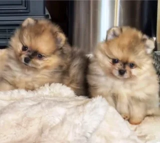 Toypom / pomeranian puppies