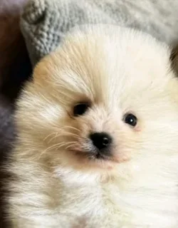 Toypom / pomeranian puppies