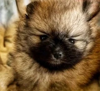 Toypom / pomeranian puppies