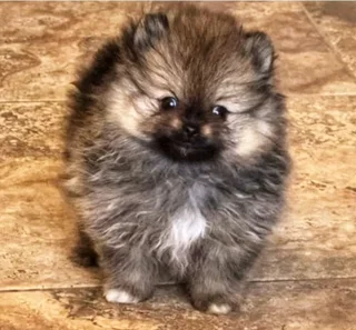 Toypom / pomeranian puppies