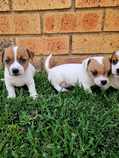 Short leg Jack Russell puppies.