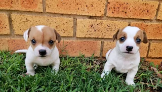 Short leg Jack Russell puppies.