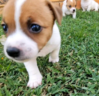 Short leg Jack Russell puppies.