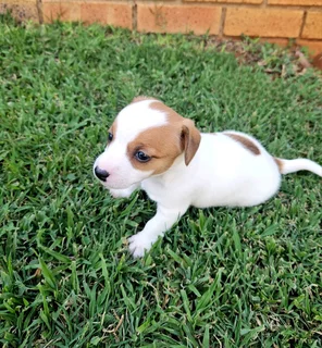 Short leg Jack Russell puppies.