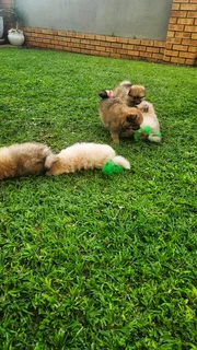 Toypom / pomeranian puppies.