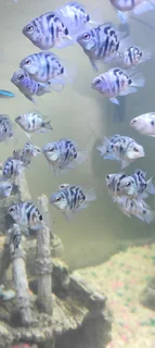 Tropical Polar blue parrot baby fish